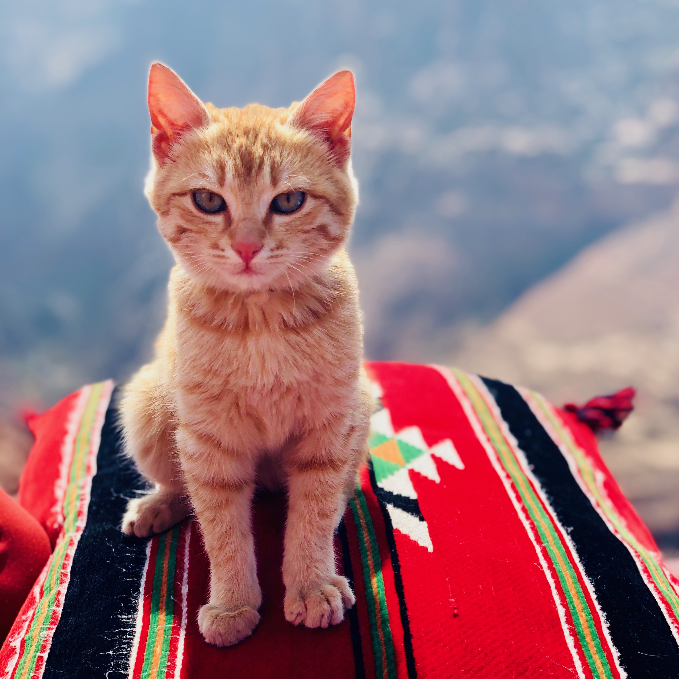 Figure 1: Taken at the highest point of Petra, above the monastery.