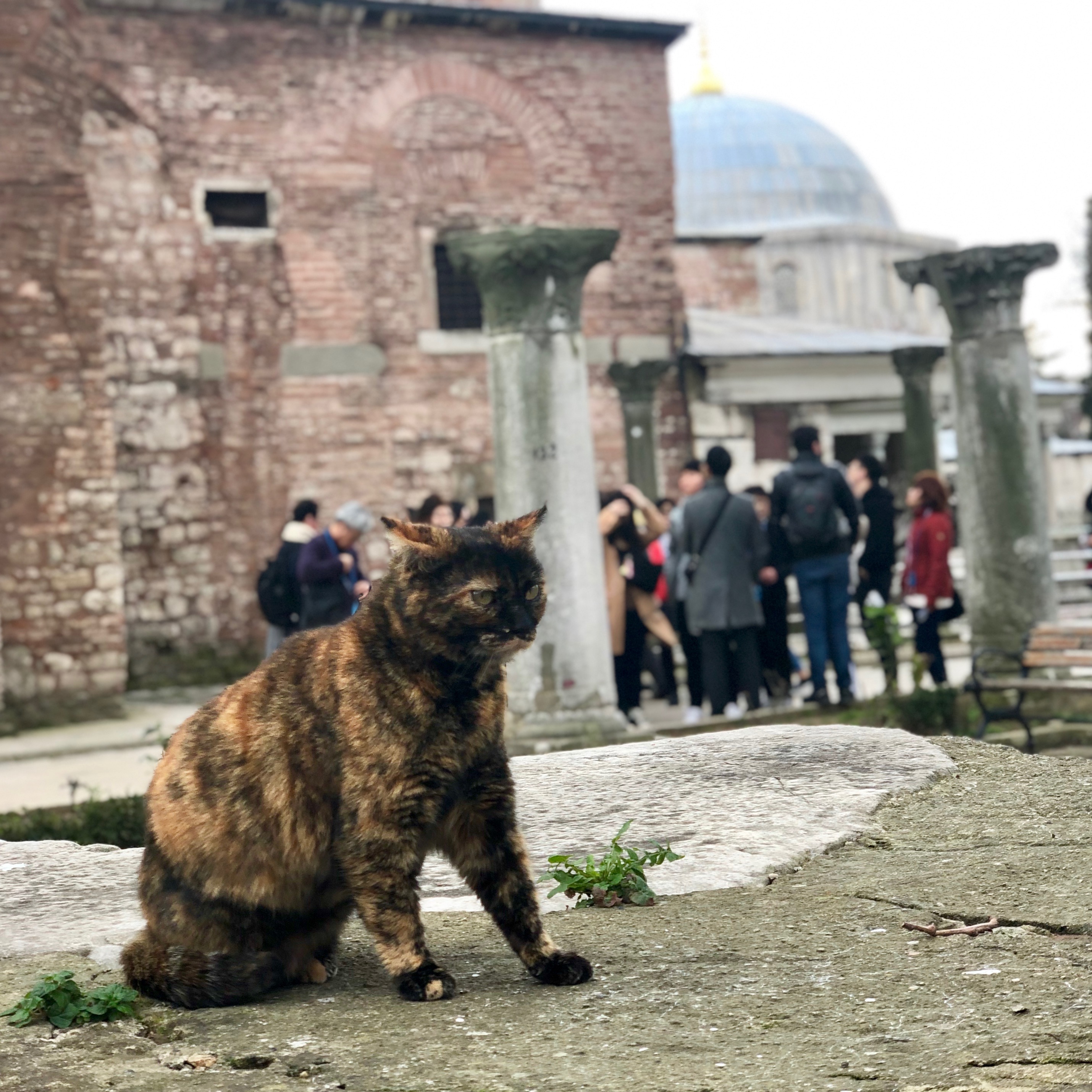 Figure 2: Ancient Byzantine Pillars outisde the Ayasofya. Excuse my language, but “don’t put pussy on a pedastal.”