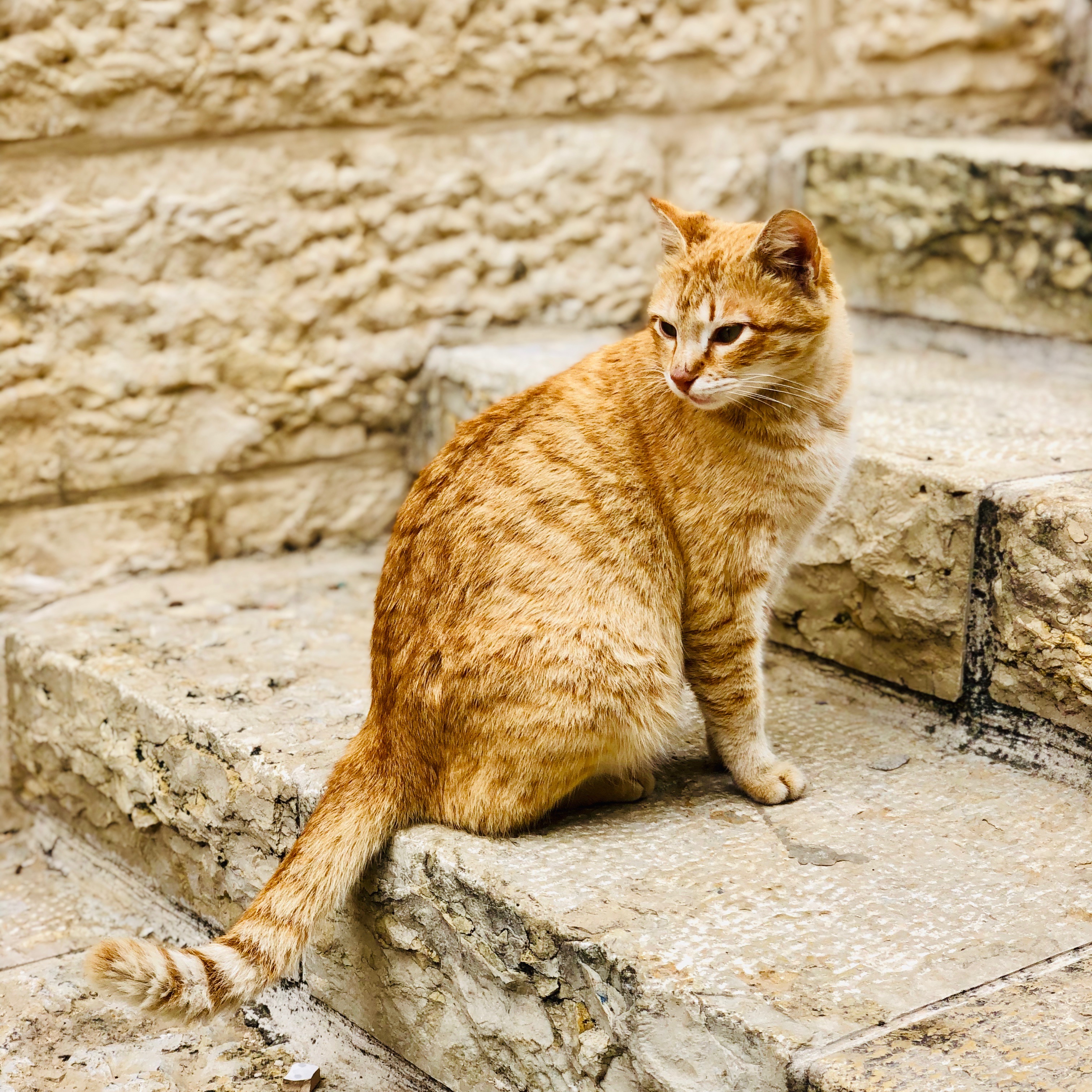 Figure 3: Steps in the Christian Quarter of old Jerusalem.