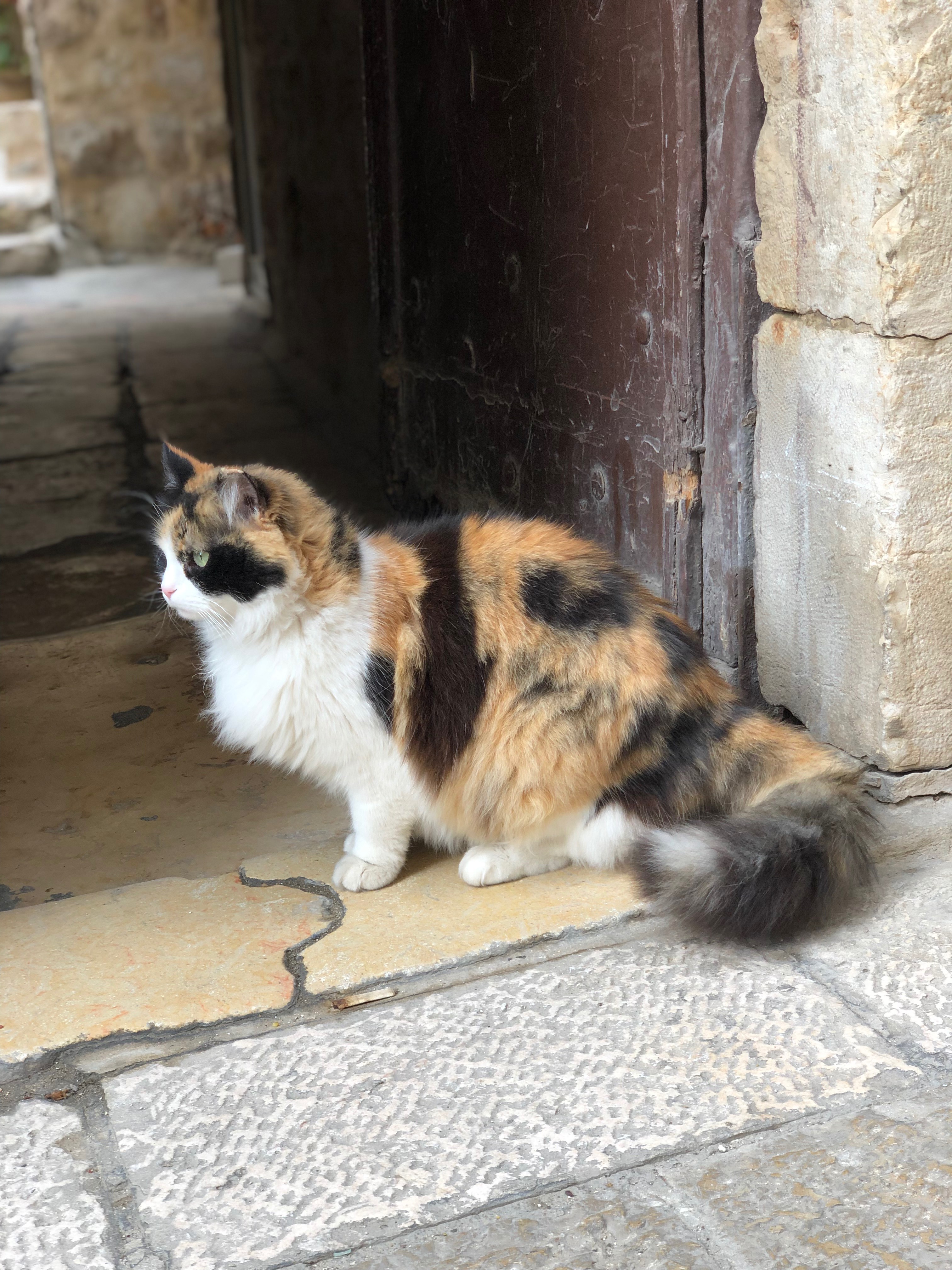 Figure 5: No clue but it&rsquo;s a grumpy cat. Probably somewhere in Jerusalem.